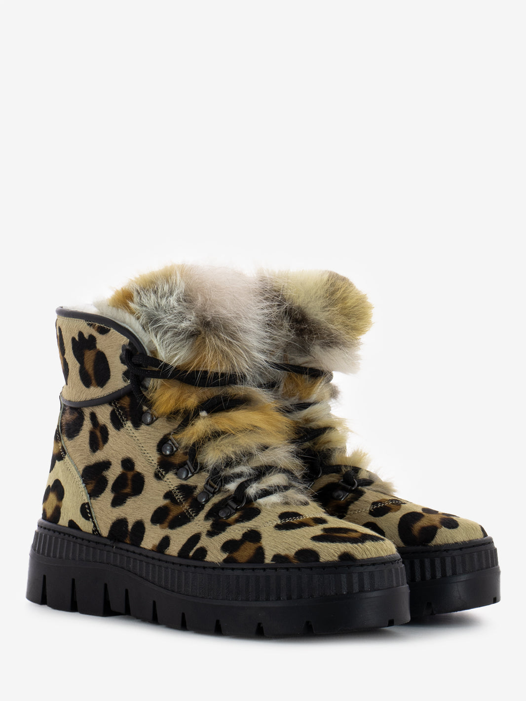 Polacco cavallino leopardo volpe nera