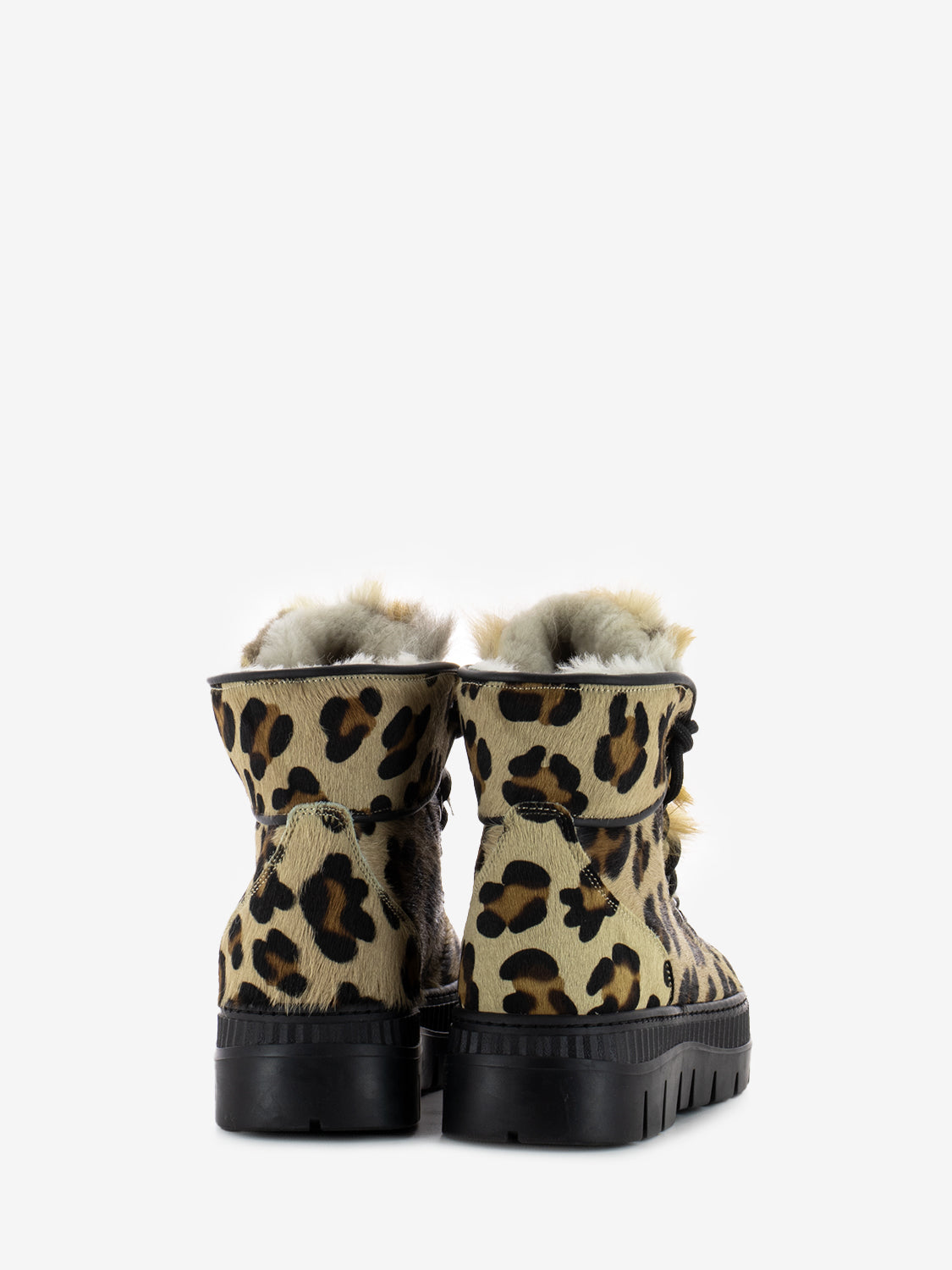 Polacco cavallino leopardo volpe nera