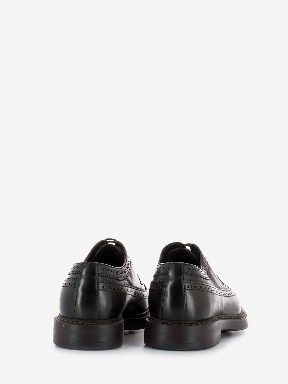 Derby swallowtail dark brown
