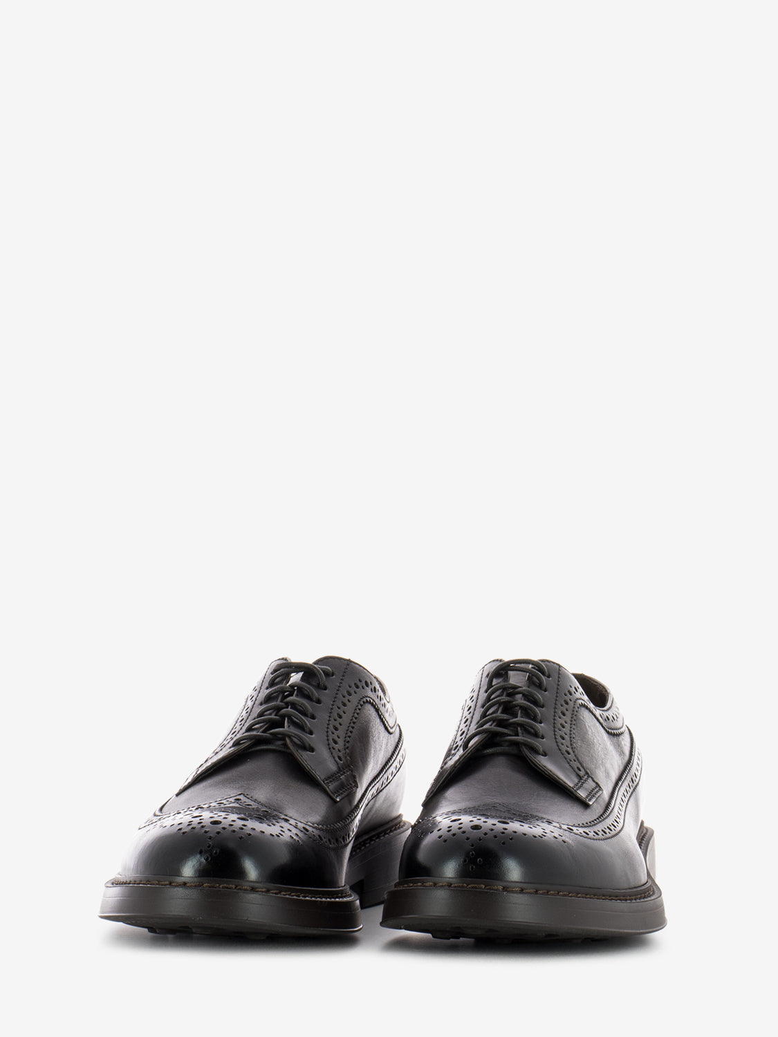 Derby swallowtail dark brown